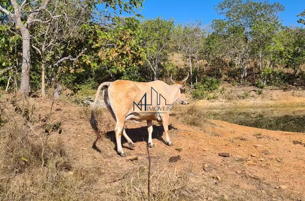 Fazenda 14 Alqueires - Varjão - GO