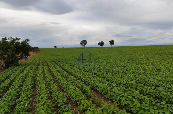 Fazenda 140 Alqueires - Município de Santa Cruz - GO