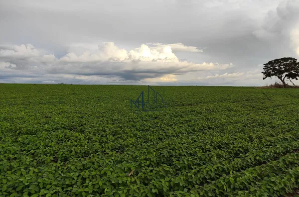Fazenda 140 Alqueires - Município de Santa Cruz - GO