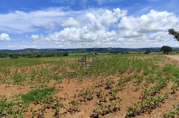 Fazenda 9 alqueires - Município de Mairipotaba - Go