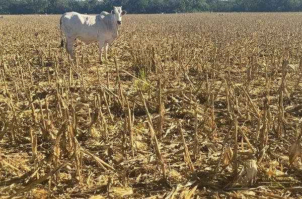 Fazenda para venda, Rosário Oeste, MT - 630 Hectares - Foto 5