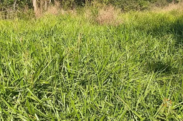 Fazenda para venda, Rosário Oeste, MT - 630 Hectares - Foto 6