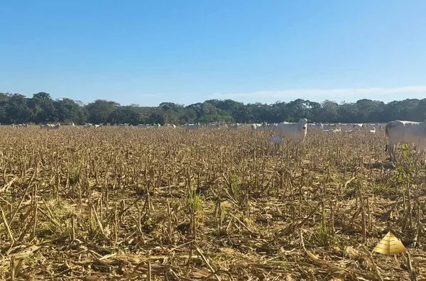 Fazenda para venda, Rosário Oeste, MT - 630 Hectares