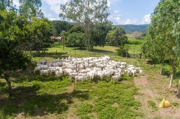 Fazenda para venda,  - Selecione - Bairro, Acorizal
