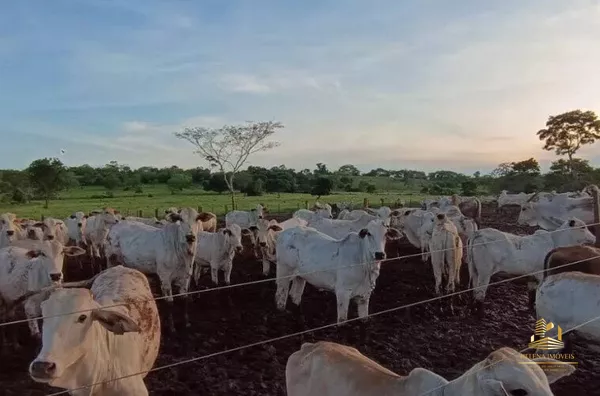 Fazenda para venda, Rosário Oeste, MT - 630 Hectares - Foto 1