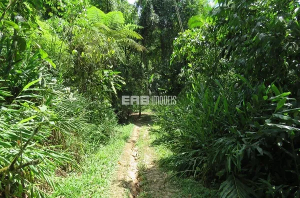 Terreno entre as praias do Prumirim e do Léo, Ubatuba - Foto 2