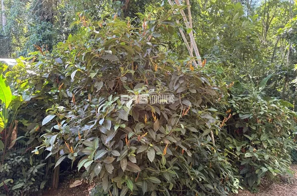 Terreno em rua par em Itamambuca, Ubatuba - Foto 3