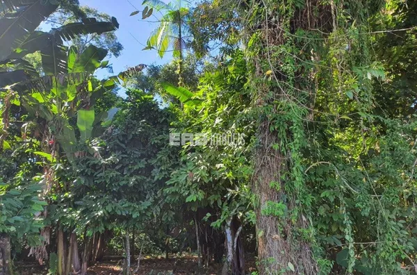Terreno com aprovação para construir em Itamambuca - Foto 5