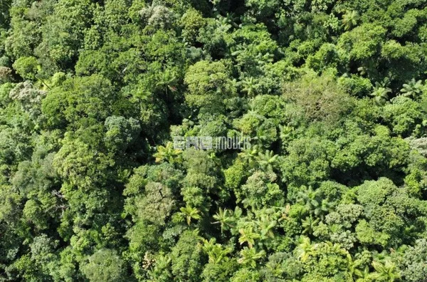 Fazenda à venda no bairro Mato Dentro, em Ubatuba - Foto 6