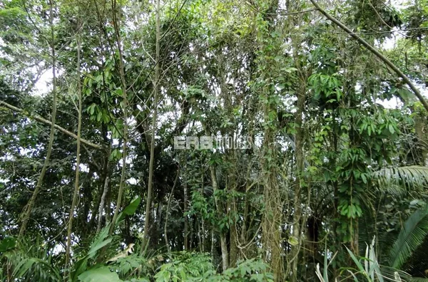 Terreno à venda na Ponta Grossa, Ubatuba - Foto 1