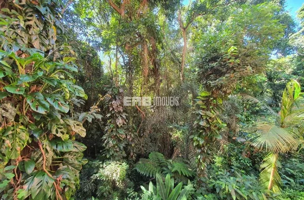 Casa com 4 dormitórios à venda na praia do Félix, Ubatuba - Foto 4