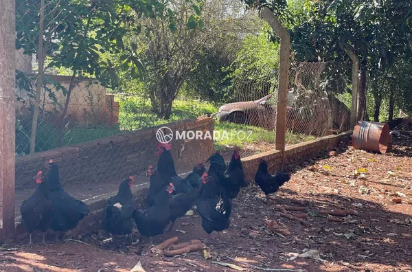 Chácara para venda, 2 quarto(s),  Vila Aparecidinha, Foz Do Iguacu