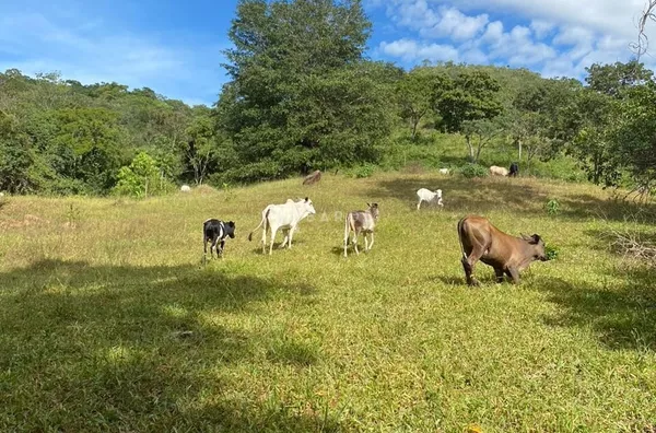 Fazenda para Venda - URUACU, Uruacu - Foto 19