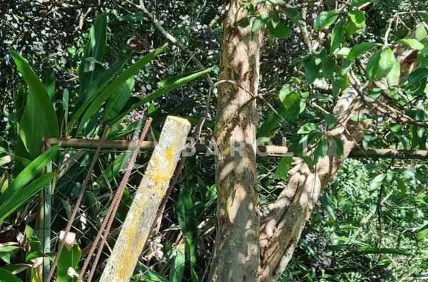 Chácara-Sítio para Venda - PARANOA, Paranoa - Foto 9