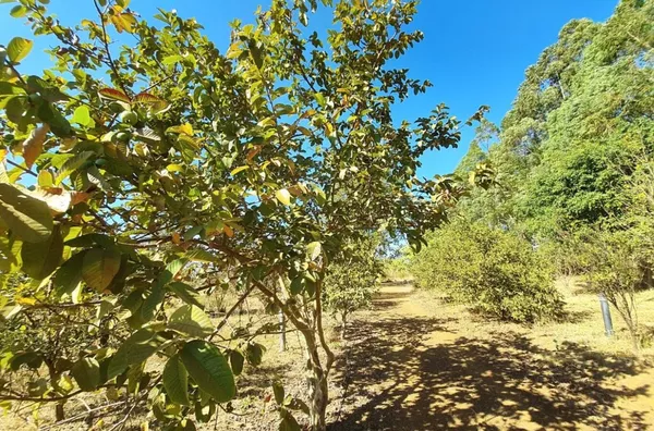 Chácara-Sítio para Venda - CRIXA, Sao Sebastiao - Foto 6