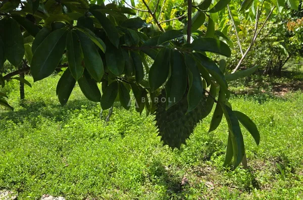 Chácara-Sítio para Venda - COCALZINHO DE GOIAS, Cocalzinho De Goias - Foto 9