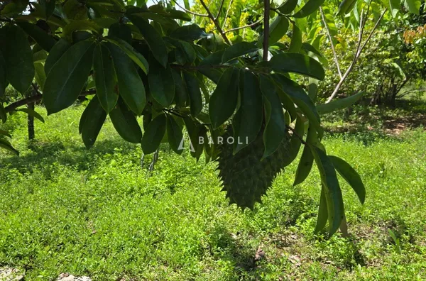 Chácara-Sítio para Venda - COCALZINHO DE GOIAS, Cocalzinho De Goias - Foto 9