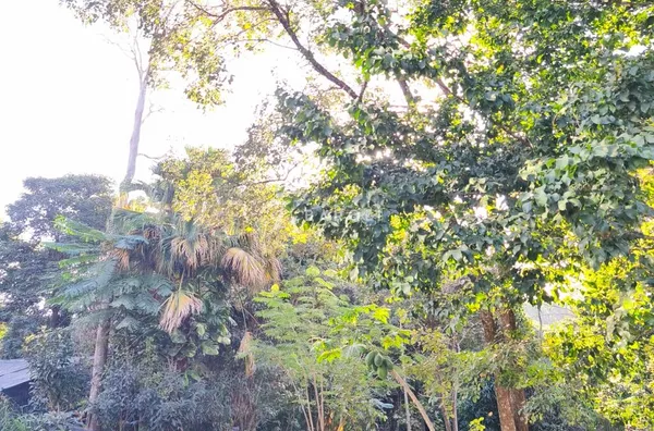 Área com aproximadamente 8.000 m² em Arniqueiras - Foto 13