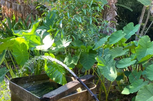 Fazenda para Venda - URUACU, Uruacu - Foto 21