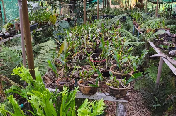 Área com aproximadamente 8.000 m² em Arniqueiras - Foto 21