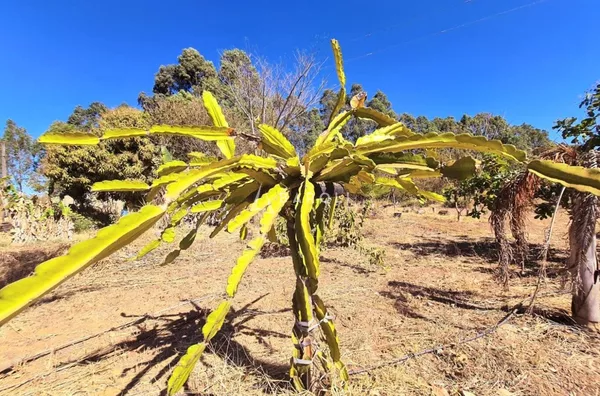 Chácara-Sítio para Venda - CRIXA, Sao Sebastiao - Foto 7