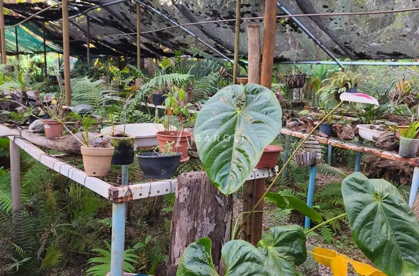Área com aproximadamente 8.000 m² em Arniqueiras - Foto 22
