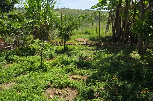Chácara-Sítio para Venda - COCALZINHO DE GOIAS, Cocalzinho De Goias - Foto 6