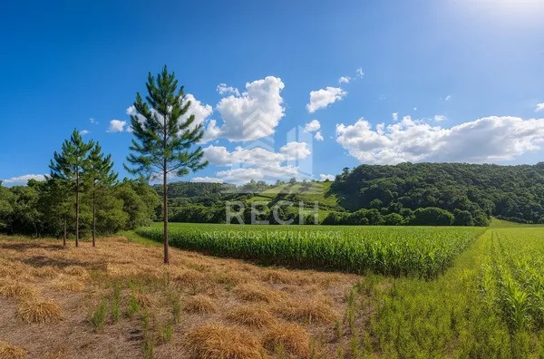 Chácara de 5.000m²,  Interior, São Lourenco Do Oeste