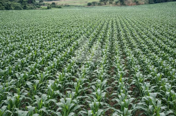 Área rural para venda,  Interior, Xavantina