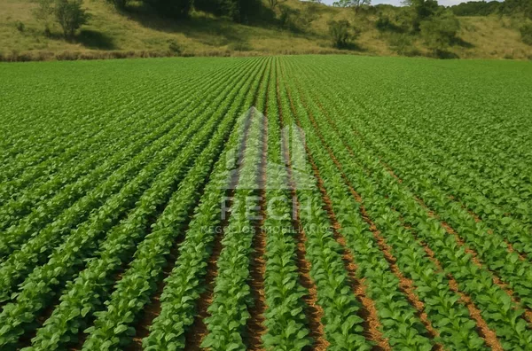 Fazenda para venda,  34,5 alqueires - Chopinzinho