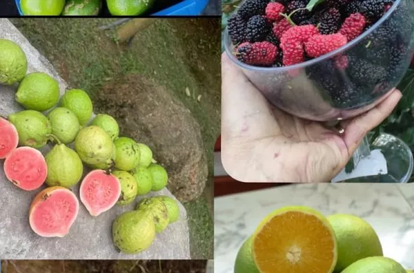 Chácara em Meio à Natureza, Ideal para Relaxar com 2 dormitórios à venda, 1220 m² por R$ 420.000 - Boa Vista - Mairiporã/SP - Foto 5