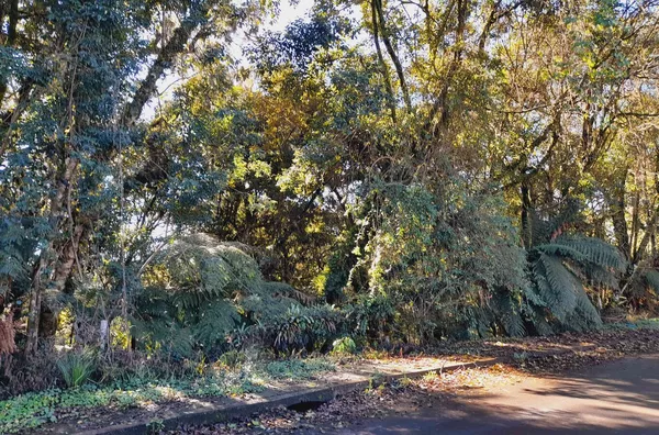 Terreno para venda,  Alpes Verdes, Canela - Foto 2