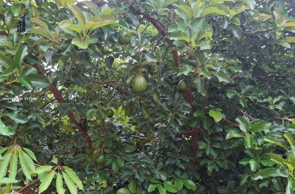 Chácara para Venda em Ouro Fino / MG no bairro ESCOLINHA