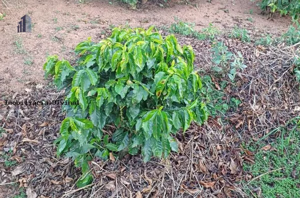 Chácara para Venda em Ouro Fino / MG no bairro RURAL