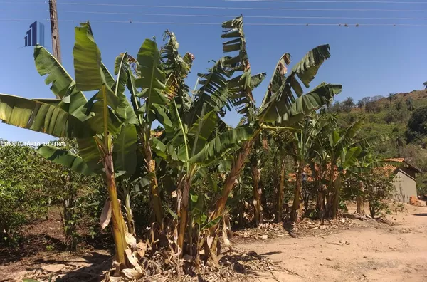 Sítio para Venda em Espírito Santo do Pinhal / SP no bairro RURAL