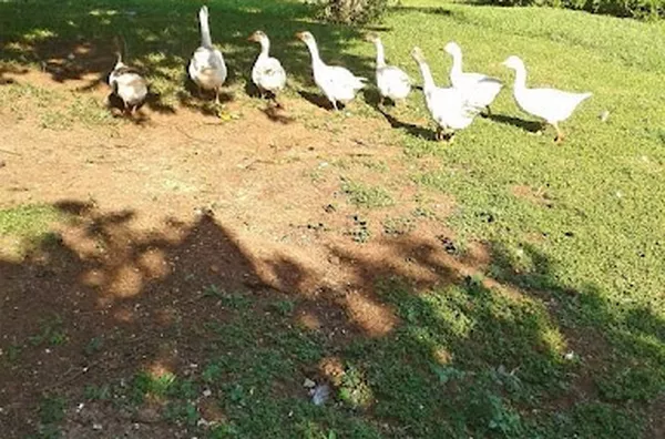 Sítio para venda Zona Rural Santa Salete - Foto 2