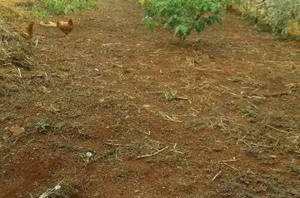 Terreno para venda Parque das Figueiras RIBEIRAO PRETO - Foto 3