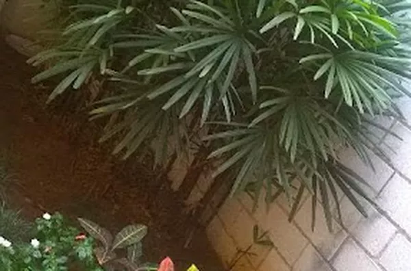 Casa para aluguel Jardim Ouro Branco RIBEIRAO PRETO - Foto 10