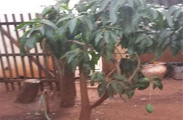 Casa para venda Jardim Ouro Branco RIBEIRAO PRETO - Foto 4