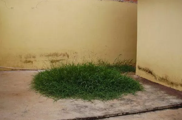 Casa para venda Planalto Verde RIBEIRAO PRETO - Foto 2