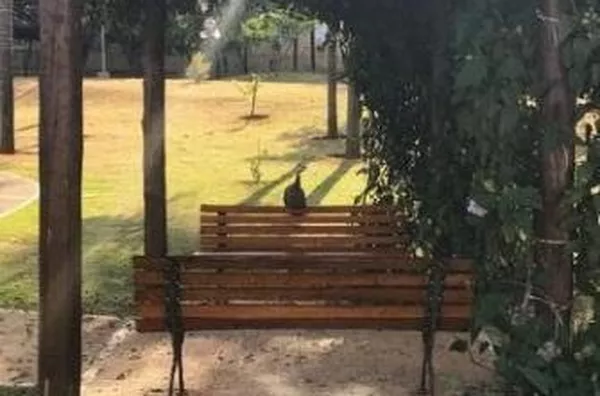 Apartamento para aluguel Reserva Sul Condomínio Resort RIBEIRAO PRETO - Foto 7
