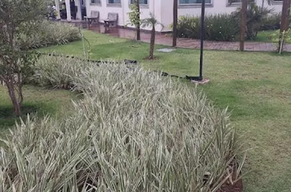 Apartamento para aluguel Residencial Jequitibá RIBEIRAO PRETO - Foto 5