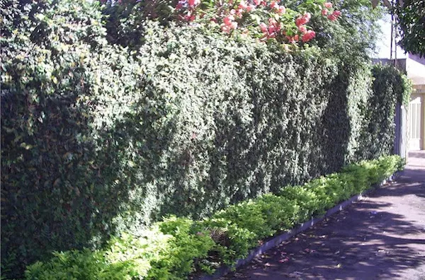 Casa para venda Jardim Piratininga RIBEIRAO PRETO - Foto 3