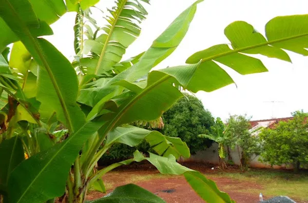 Terreno para venda Jardim Antártica RIBEIRAO PRETO - Foto 2