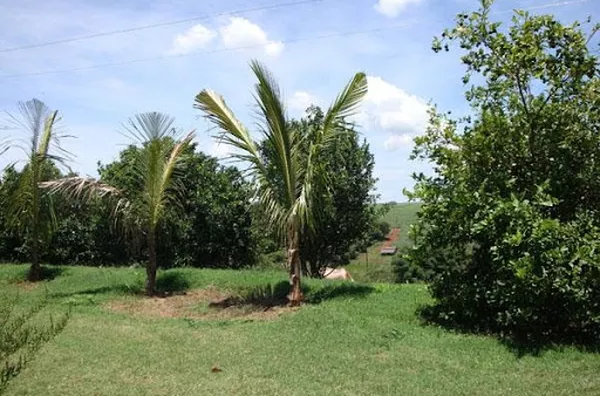 Sítio para venda Zona Rural Batatais - Foto 6