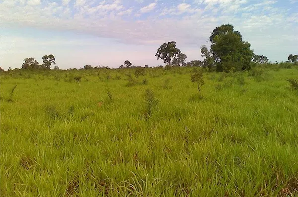 Fazenda para venda Centro Santa Rita do Araguaia - Foto 5