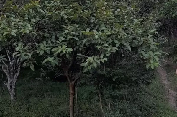 Chácara com 2 dormitórios - Chácara Silvestre, Taubaté/SP - Foto 3