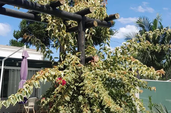 VENDA DE UM SITIO EM NOVA TRENTO SC