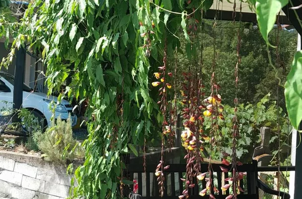 VENDA DE UM SITIO EM NOVA TRENTO SC