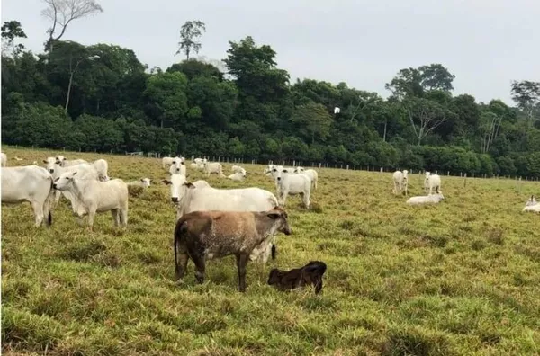 VENDA  DE UMA AREA RURAL  CIDADE DE PORTO VELHO